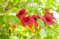 Pflanzen für Dich Kletterpflanze Campsis radicans, 1 St., Trompetenblume, Klettertrompete, Amerikanische Klettertrompete, kletterpflanze, orangeblühend
