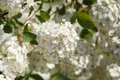 Pflanzen für Dich Gehölze Spiraea betulifolia, 1 St., Birkenblättrige Spiere
