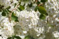 Spiraea betulifolia, Birkenblättrige Spiere, 40–60 cm