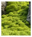Andenpolster "Azorella",2 Pflanzen