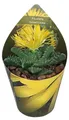 Faucaria tuberculosa – Tigerrachen – Rarität – 6,5 cm Topf – 15 cm hoch