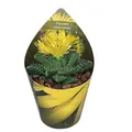 Faucaria tuberculosa - Tigerrachen - Rarität - 6,5cm Topf - 15cm hoch