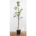 Malus Elstar Apfelbaum CAC 150-200 cm