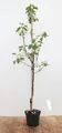 Pflanzen für Dich Obstpflanze Malus 'Elstar', 1 St., Elstar-Apfel, Apfelbaum, süßsäuerlich, ertragreich