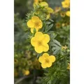 Potentilla Fruticosa Kobold Fingerstrauch Gelb 25–30 cm