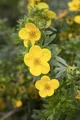 Pflanzen für Dich Bodendecker Potentilla 'Kobold', 1 St., Fingerstrauch, Fünffingerstrauch, gelbblühend, kompaktwüchsig