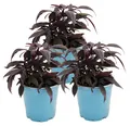 Süßkartoffel - Beet- und Balkonpflanze - Ipomoea batatas - 12cm - Set mit 3 Pflanzen - violett