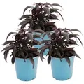 Exotenherz Süßkartoffel Beet- und Balkonpflanze Ipomoea Batatas 12cm Set mit 3 Pflanzen Violett