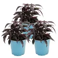 Süßkartoffel - Beet- und Balkonpflanze - Ipomoea batatas - 12cm - Set mit 3 Pflanzen - violett