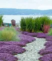 BALDUR Garten Bodendecker Scharlachroter Feld-Thymian, 9 St., Geschmack, duftend, bienenfreundlich, winterhart, mehrjährig
