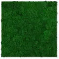Jangal - Modular Wall Akustik 3d Paneele 520 X 520 Mm Nature Green Moos Moos Pflanzenwand Paneele Echtmoos