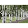 Betula Utilis Himalaya-Birke 100–150 cm