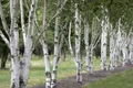 Betula utilis, Himalaya-Birke, 100–150 cm