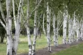 Betula utilis 100–150 cm – Winterhart, Mehrjährig, Pflegeleicht – Himalaya-Birke – Zierbaum für Garten & Einzelstellung