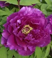 Strauchpfingstrose Purpur - Paeonia suffruticosa - lebende Gartenpflanze aus den Baumschulen