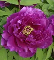 Strauchpfingstrose Purpur - Paeonia suffruticosa
