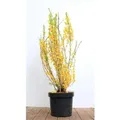 Forsythia Lynwood Goldglöckchen Leuchtend Gelb 60–80 cm
