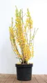 Forsythia x intermedia 'Lynwood' 60–80 cm – Winterhart, Mehrjährig, Pflegeleicht – Goldglöckchen – Heckenpflanze für Garten & Sichtschutz