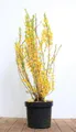 Pflanzen für Dich Gehölze Forsythia Lynwood, 1 St., Forsythie, Goldglöckchen, Goldflieder