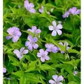 Knotiger Schatten Storchschnabel - Geranium nodosum