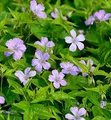 Knotiger Schatten Storchschnabel - Geranium nodosum - lebende Gartenpflanze aus den Baumschulen