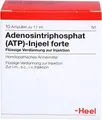 ATP Injeel forte Ampullen 10 St