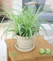BALDUR Garten Zimmerpflanze Chlorophytum 'Variegatum', 1 St., Hängezimmerpflnze, pflegeleicht