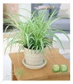 Chlorophytum "Variegatum", 1 Pflanze Luftreinigende Zimmerpflanze Grünlilie