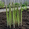Lila Spargel Pflanzen - 5 frigo  Echte Pflanzen aus Holland - Winterhart und Mehrjährig Gemüse - für Garten und Hochbeet (keine Samen, keine Zwiebeln und nicht künstlich)