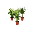 Exotenherz Zimmerpflanze Zimmerpflanzen-Mix II 3er Set Dieffenbachia-Chamaedorea-Dracena