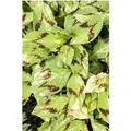 Persicaria Filiformis Schlangenknöterich Ca. 11x11 cm Topf