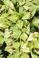 Persicaria filiformis 11x11 cm Topf – Winterhart, Mehrjährig, Pflegeleicht – Schlangenknöterich – Staude für Schattenbeet & Gehölzrand