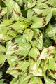 Pflanzen für Dich Staude Persicaria filiformis, 1 St., Schlitzknöterich, Filigranknöterich