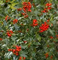 Gemeine Stechpalme Ilex 60-80cm - ilex aquifolium