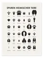 Posterlounge Poster Iris Luckhaus, Spuren heimischer Tiere I, Kinderzimmer Skandinavisch Kindermotive