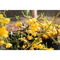Berberis stenophylla 20-25 cm