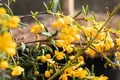 Pflanzen für Dich Gehölze Berberis stenophylla, 1 St., Schmalblättrige Berberitze, Schmalblättrige Berberis