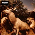 Interpol - Our Love To Admire (Vinyl LP - 2020 - EU - Original)