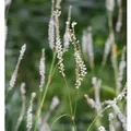 Kerzenknöterich Album - Persicaria amplexicaulis