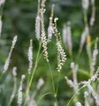 Kerzenknöterich Album - Persicaria amplexicaulis