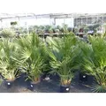 Palme 150 - 180 cm Zwergpalme Chamaerops Humilis, winterhart bis -12°C