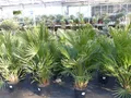 Palme 150 - 180 cm Zwergpalme Chamaerops Humilis, winterhart bis -12°C
