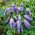 Clematis alpina 'Frances Rivis', Alpen-Waldrebe, blau, 40–60 cm