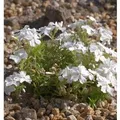 Teppich Phlox White Delight - Phlox subulata