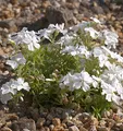 Teppich Phlox White Delight - Phlox subulata - lebende Gartenpflanze aus den Baumschulen