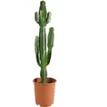 Bloomique - Euphorbia Acrurensis - Cowboy Kaktus - Sukkulenten - Zimmerpflanzen - Sehr Pflegeleicht - Höhe 80-100 cm - Topf 24 cm - Grün