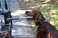 Führhalter Hund Fahrradleine Edelstahl Hundeleine Fahrrad Abstandhalter Leine