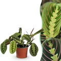 Zimmerpflanze - Maranta Fascinator Tricolour - 1x - ⌀12cm - ↕25cm
