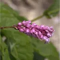 Kerzenknöterich Rosea - Persicaria amplexicaulis