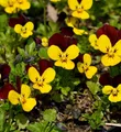 Hornveilchen Jackanapes - Viola cornuta